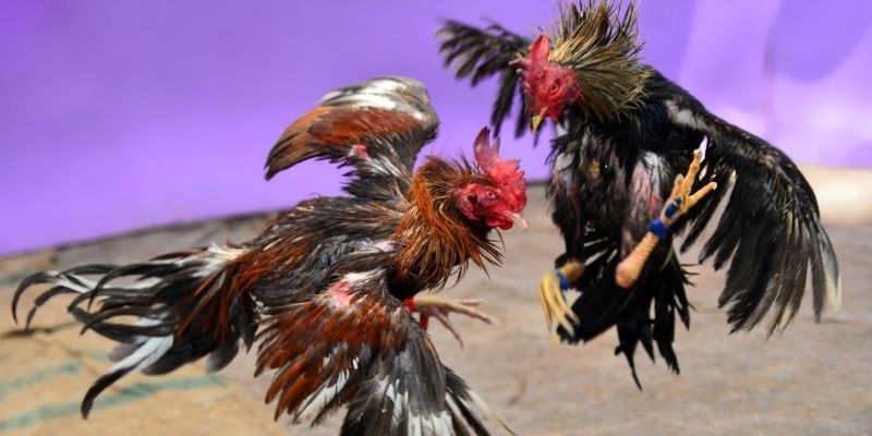 sky 88 KM Game Bài 3d